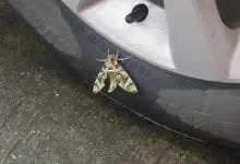 papillon camouflage thailande
