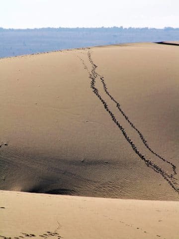 mui ne - traces sur dunes blanches - vietnam