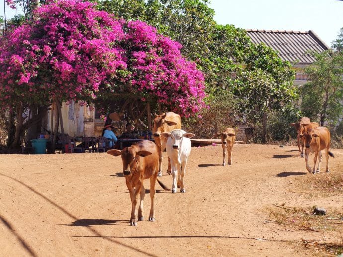 vaches dans village pres de mui ne au Vietnam