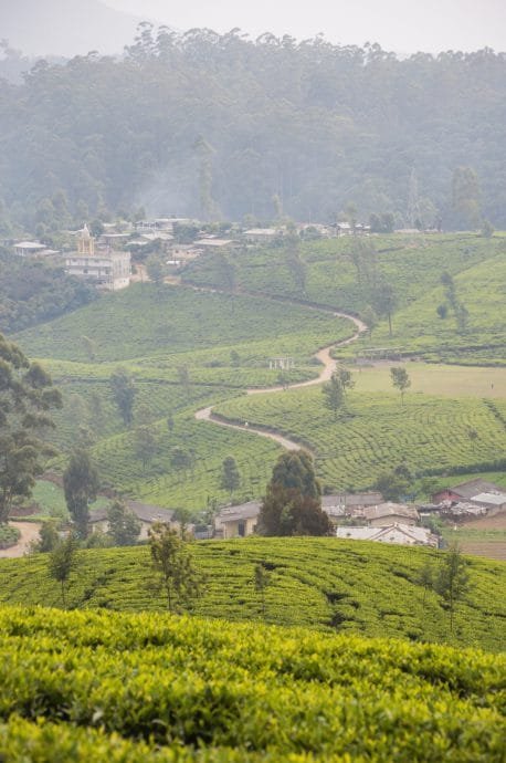 plantation thé - nuwara eliya - sri lanka