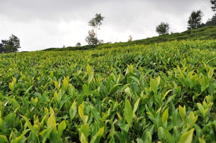 plantation thé - nuwara eliya - sri lanka