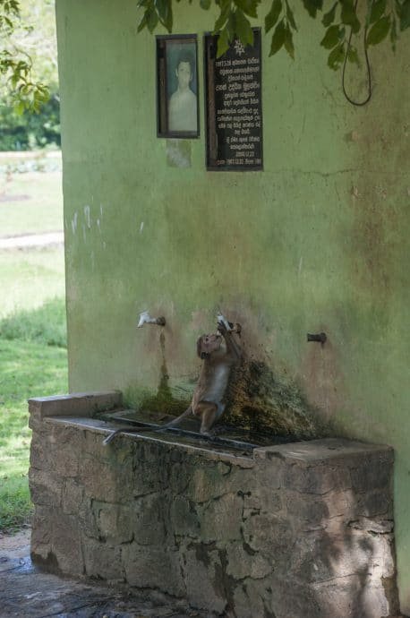 singe gal vihara polonnaruwa - sri lanka