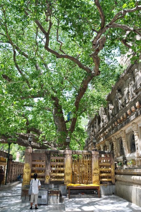 temple de la mahabodhi bodhgaya - inde