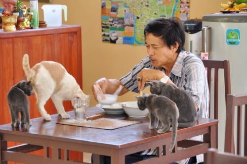 Le proprio et ses chats indisciplinés qui viennent quasiment manger dans sa gamelle.