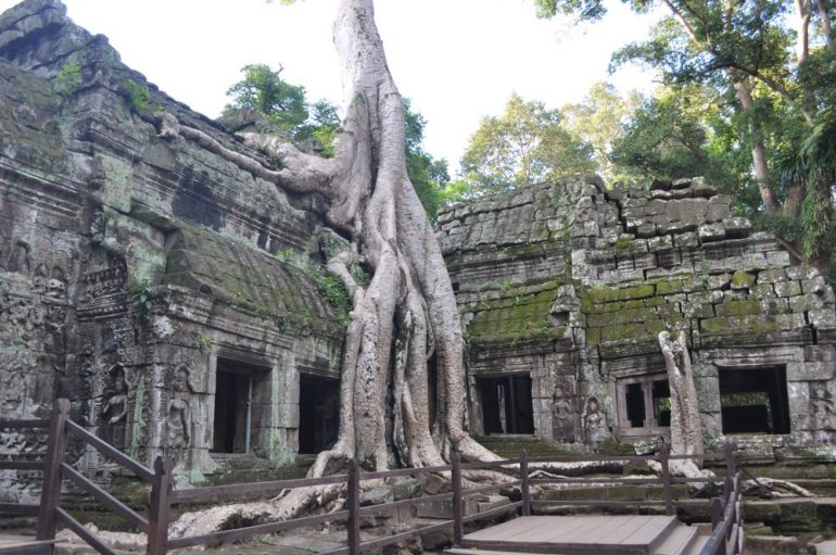 Ta Prohm 2014