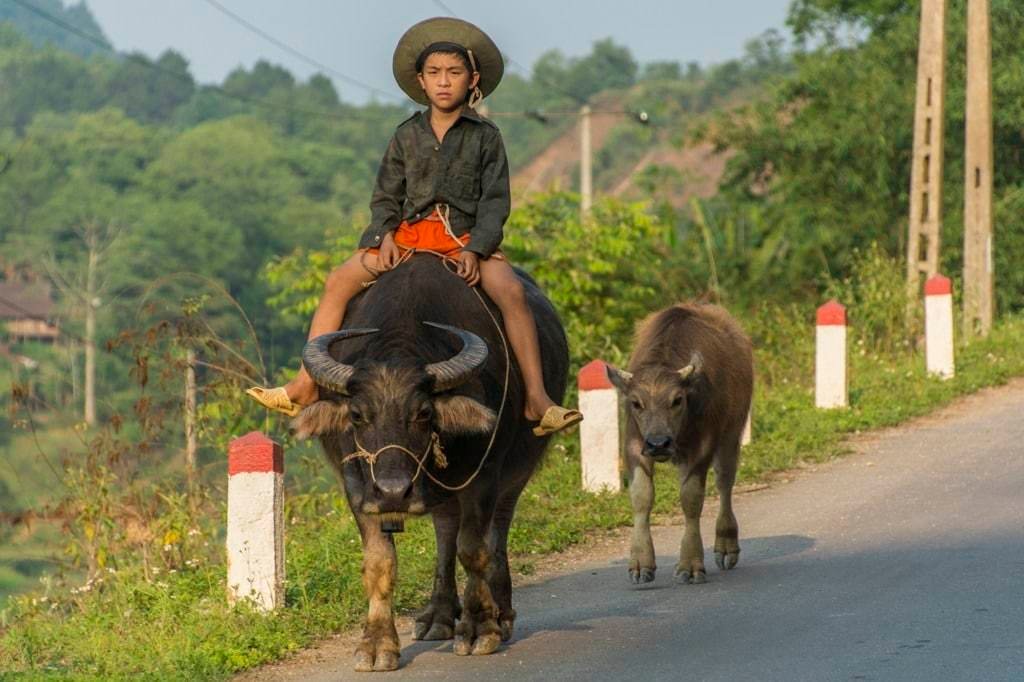 moto nord Vietnam - enfant et ses buffles - Cao Bang