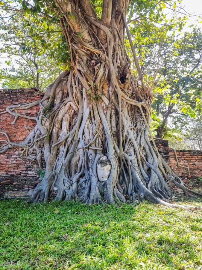 racines arbre autour tete bouddha wat mahathat ayutthaya