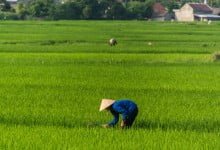 rizières entre Cao Bang - Bac Son - nord Vietnam