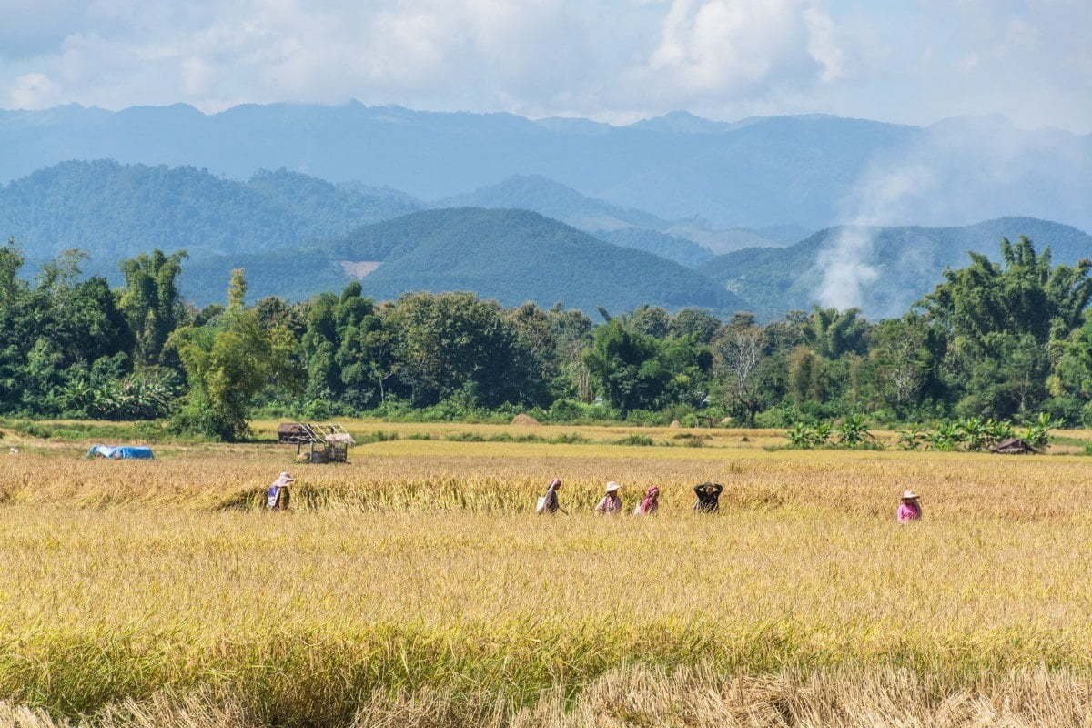 paysage Luang Namtha - Laos