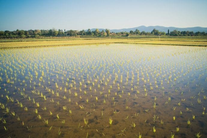 rizieres nord chiang mai - thailande
