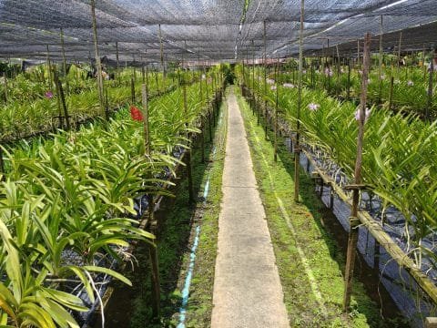 ferme orchidées - canaux bangkok