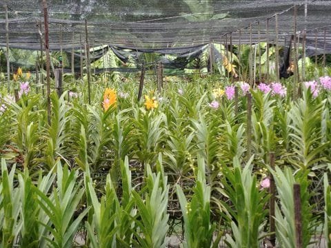 ferme orchidées - canaux bangkok