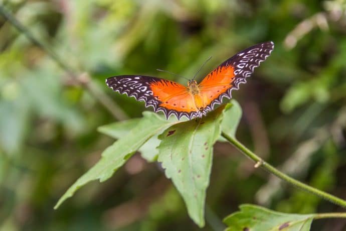 papillon au doi inthanon - chiang mai
