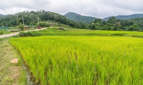 rizieres village ban mae klang doi inthanon