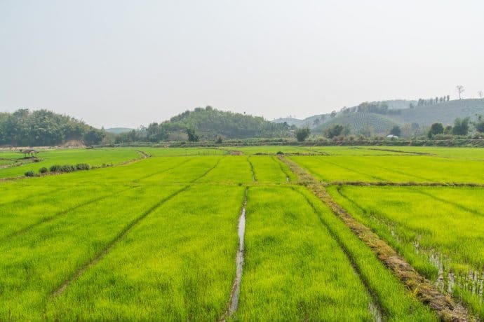 rizieres nord thailande en mars