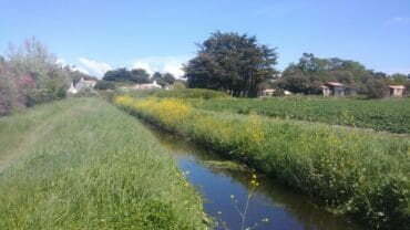 paysage noirmoutier