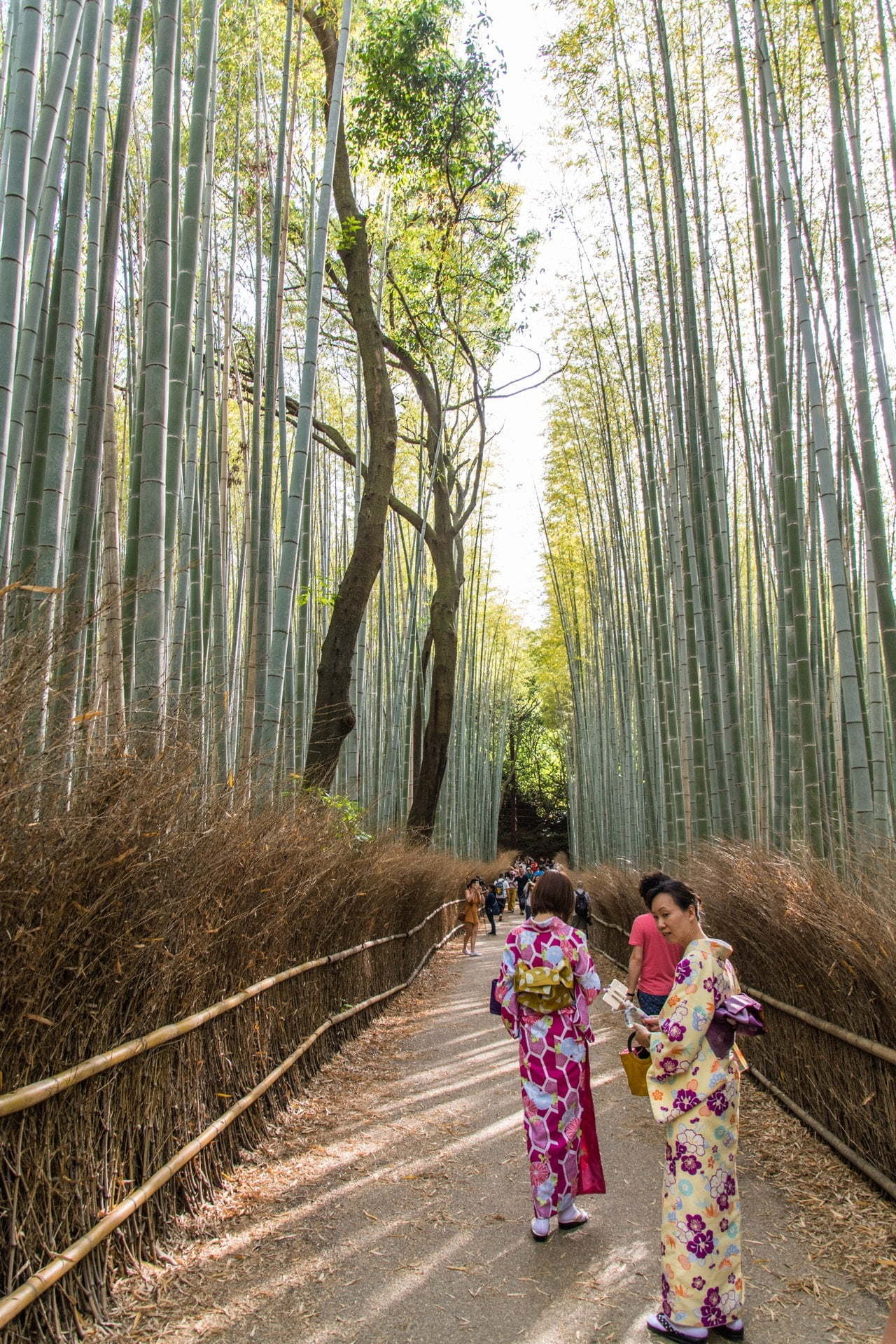 bambouseraie arashiyama - kyoto