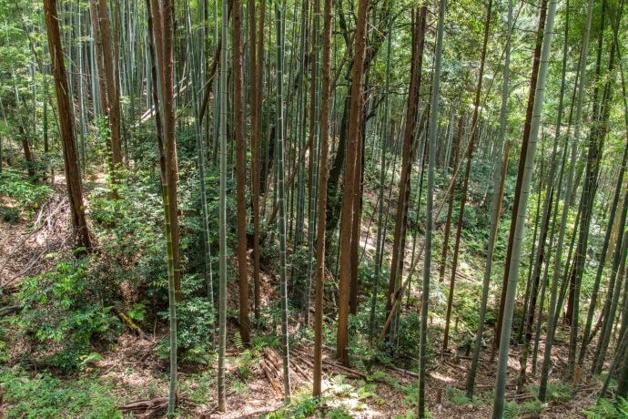 forêt fushimi inari taisha - kyoto