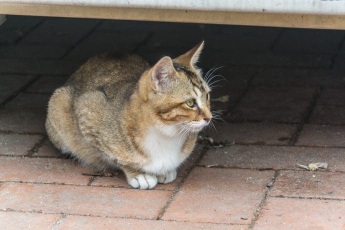 chat dans le village de coloane - macao