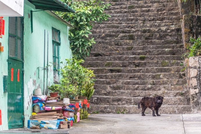 chien taipa - macao
