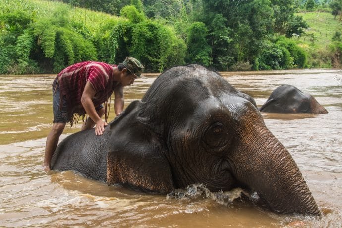 bain riviere journee elephant steps chiang rai