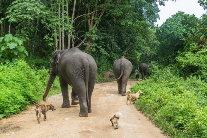 journee elephant steps chiang rai