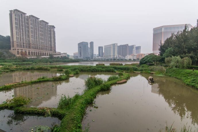 rizières devant musée maisons taipa - macao