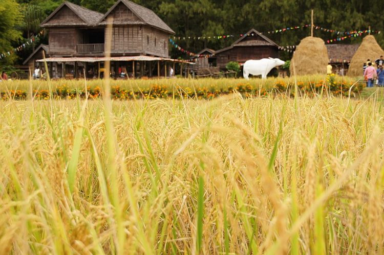 jim thompson farm khao yai