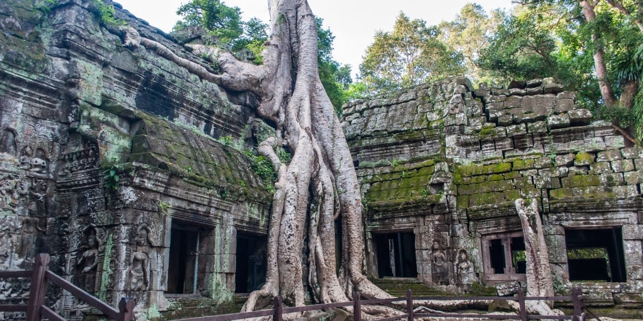 racine empetree temple ta prohm - cambodge