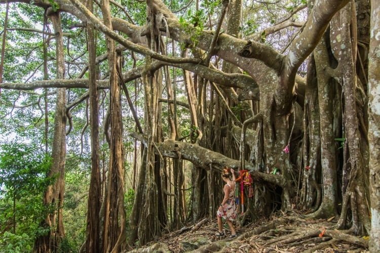 arbre banian ramkhamhaeng national park - sukhothai - thailande