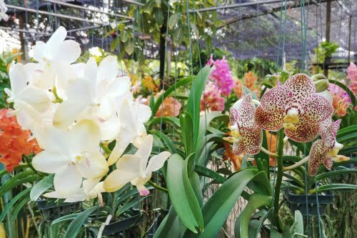 ferme orchidees klong bangkok