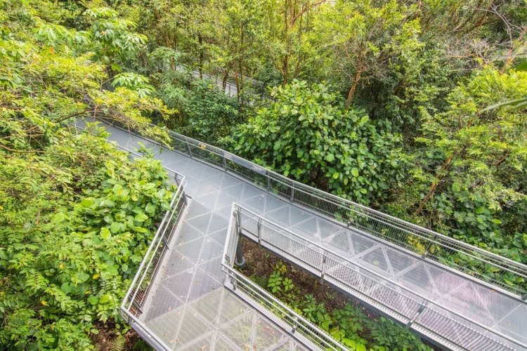 chemin canopy walk southern ridges - singapour