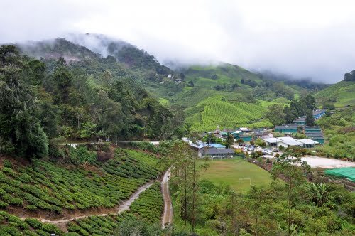 plantation thé cameron highlands - malaisie
