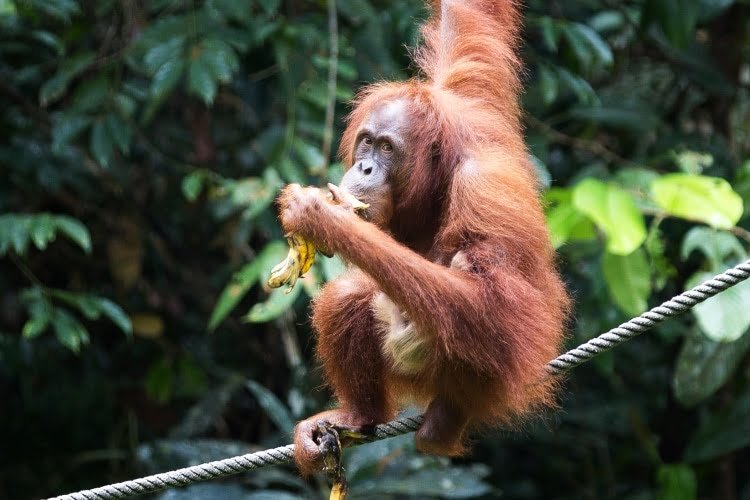 Semenggoh Wildlife Centre, Borneo