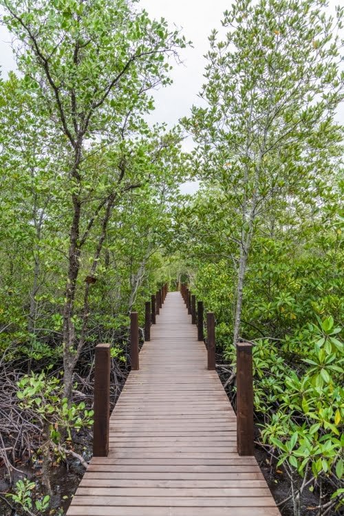 passerelle mangrove khung kraben - chao lao - chanthaburi