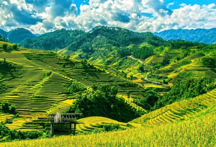 rizieres en terrasse de mu cang chai vietnam