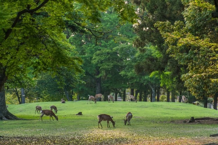 cerfs au parc de nara - japon