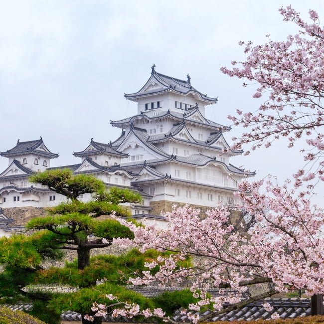 sakuras printemps chateau himeji japon