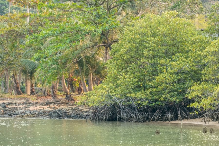 mangrove bang bao ko chang thailande
