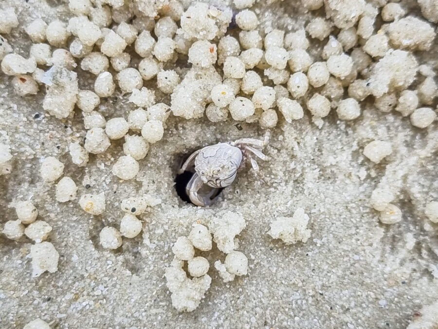 petit crabe sai kaew beach ko samet