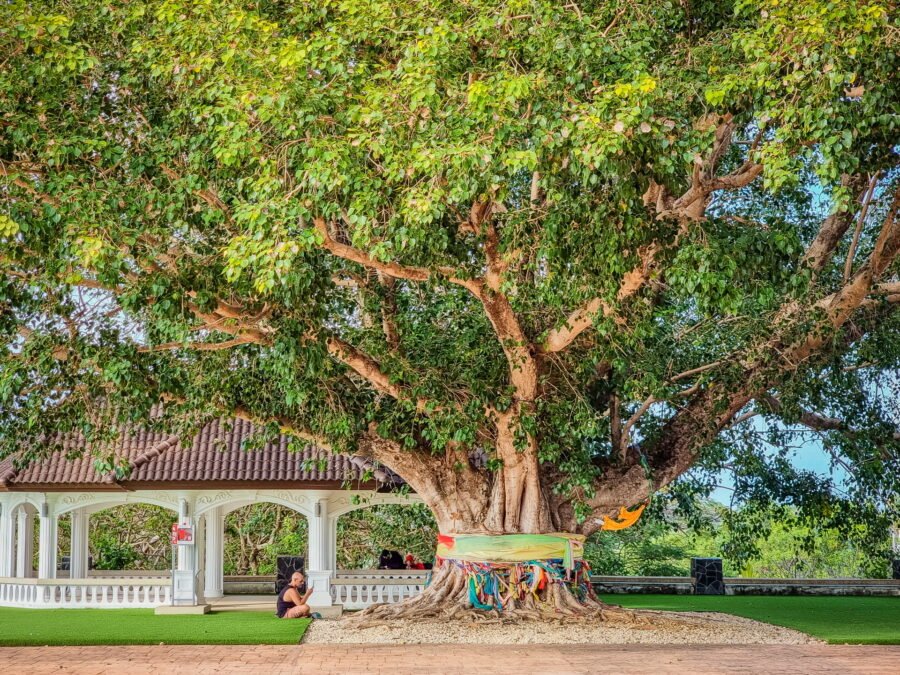 arbre bodhi promthep cape phuket